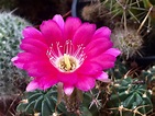 Tipos de cactus con flores
