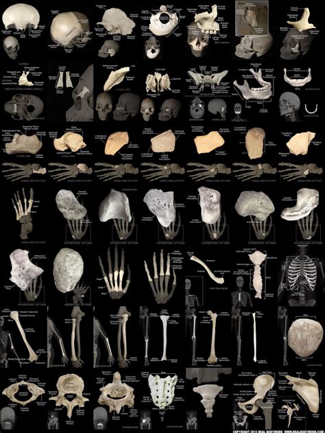 Anatomy Of The Human Body Bones