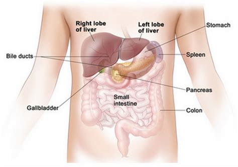 A typical rib articulates with the vertebral column at two joints: Liver - Location, Functions, Anatomy, Pictures, and FAQs