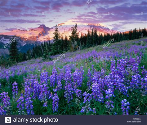 Mount Rainier National Park Sunrise High Resolution Stock Photography