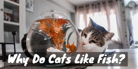 Why Do Cats Like Fish Cat Checkup