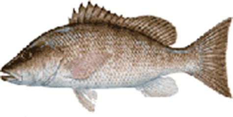 Mangrove snapper (lutjanus griseus), also known as the grey snapper is one of the most popular mangrove snapper spend the majority of their juvenile life inshore and move offshore when they. Fishing - Saltwater Regulations