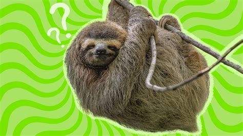 Why Are Sloths Slow Hint Its Not Because Theyre Lazy Dodowell