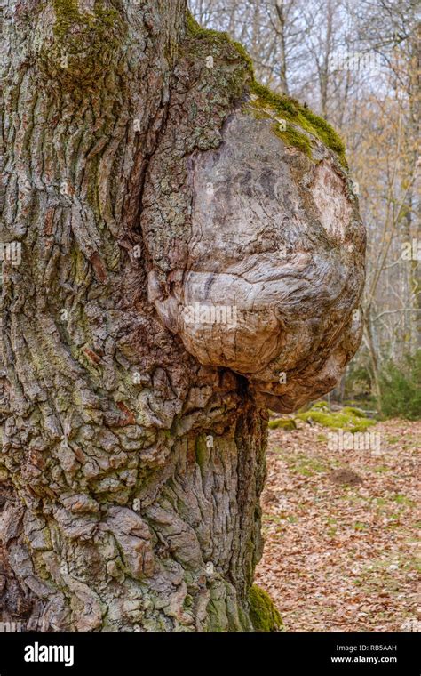 Tree Burl At A Old Oak Tree Stock Photo Alamy