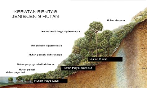 Kehutanan Jenis Jenis Hutan Di Indonesia