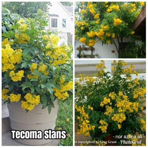 Kkb Tecoma Stans Yellow Bells Pokok Kelulut Shopee Malaysia