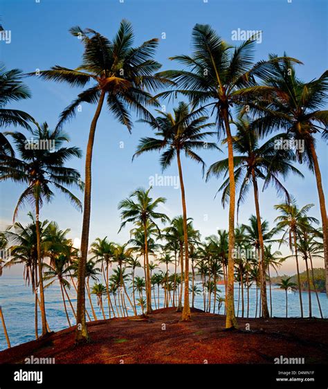 Groves Of Palm Trees On The Shore In The Light Of Low Sun Stockfoto