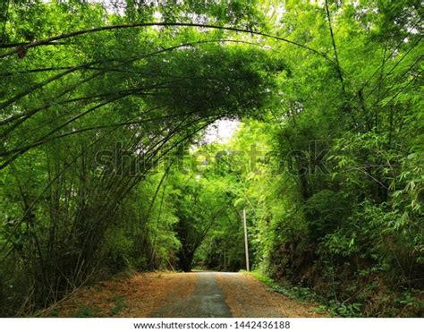 Entrance Road Covered Trees Stock Photo Edit Now 1442436188
