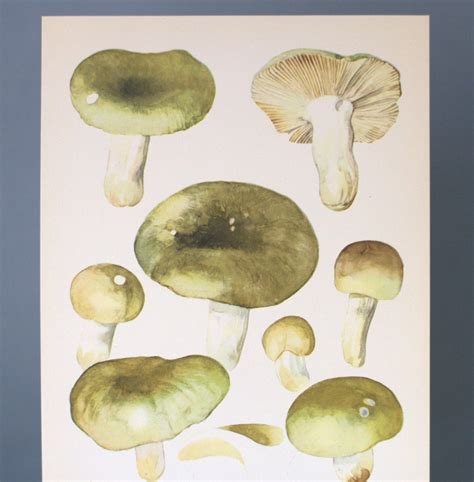 Mushrooms Botanical Prints Vintage Original Poster Fungus Etsy