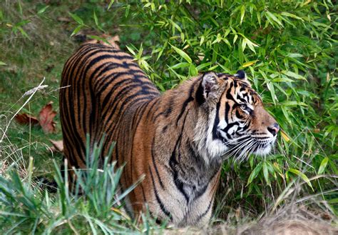 Tiger In The Vast Jungles Photograph By Athena Mckinzie Fine Art America