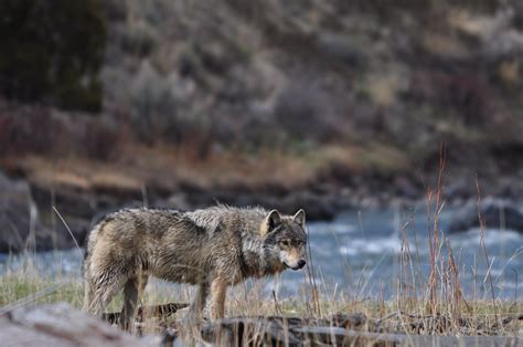 Grey Wolf Wildlife Yellowstone National Park Wildlife Tour Wildlife