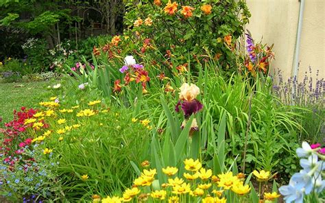 Best Companion Plants For Bearded Iris American Meadows