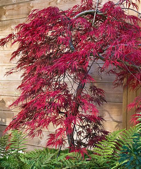 Look At This Live Japanese Tamukeyama Maple Tree On Zulily Today