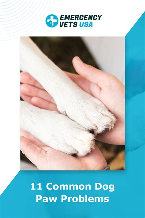 11 Common Dog Paw Problems What To Watch For And How To Treat