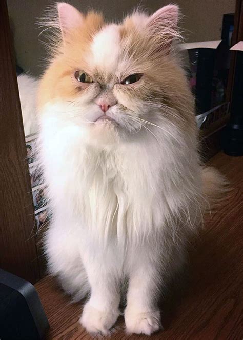 Novo ‘grumpy Cat Conheça Louis O Gato Mais Mal Humorado Do Mundo