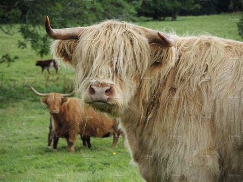 Scottish Highland Cattle High Quality Stock Photos