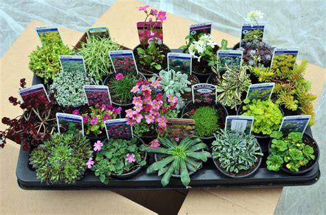 20 Different Alpine Rockery Plants In 9c Buy Online In Colombia At