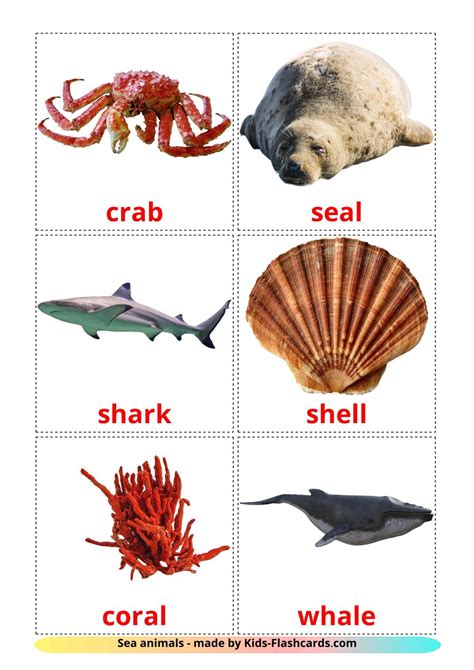 29 Free Sea Animals Flashcards Pdf English Words