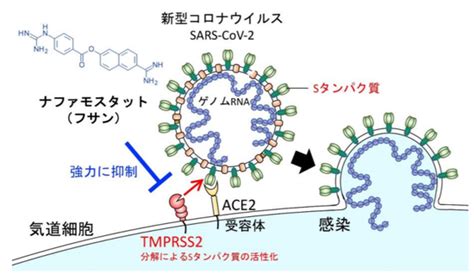 Посмотрите твиты по теме «#コロナウィルス» в твиттере. 急性膵炎治療薬フサン（ナファモスタット）が感染阻止 ...