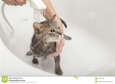 Cat Taking A Bath Stock Image Image Of Angle Bathtub 101559793