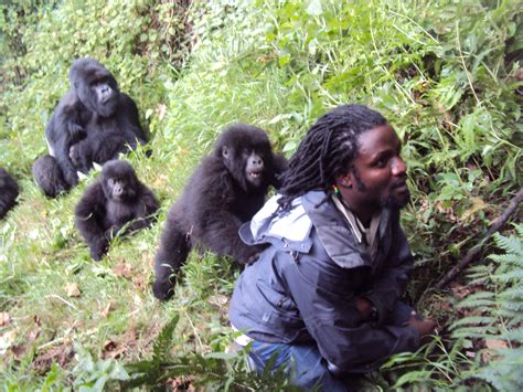 Gorilla Safaris Uganda And Rwanda Tours Gorilla Trek Africa