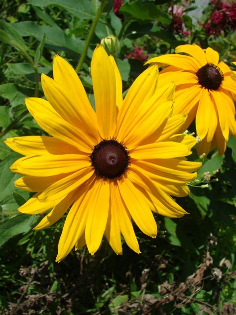 Popular Types Of Yellow Flowers Blooms Today