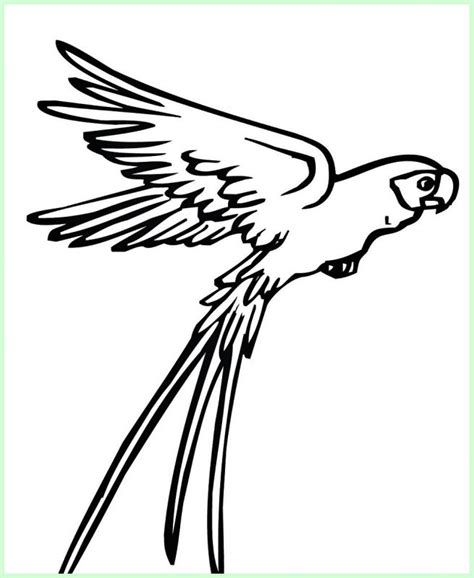 √202 Sketsa Gambar Burung Lengkap Paling Unik And Menarik Sindunesia