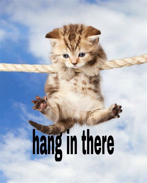 Hang in there | Cats, Animals, Hanging