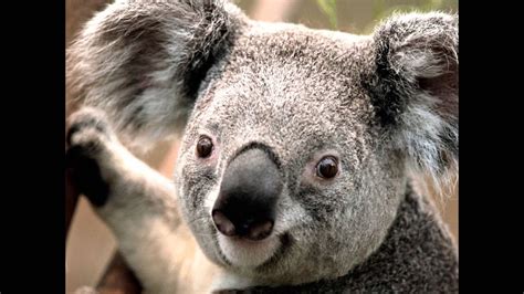 Fat Koala Youtube