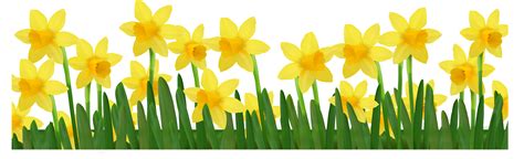 Daffodil Clipart Grass Daffodil Grass Transparent Free For Download On