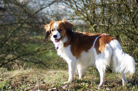 Kooikerhondje Info Temperament Care Training Puppies