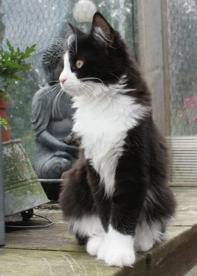 Black And White Maine Coon Cat
