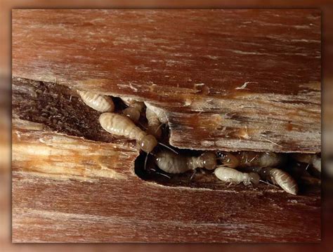 What Do Termite Holes Look Like Identify Early Signs