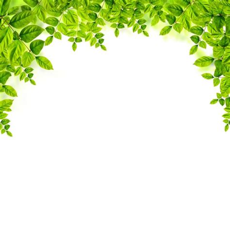 Fresh Green Leaves Background Stock Photo By ©kanate 28190601