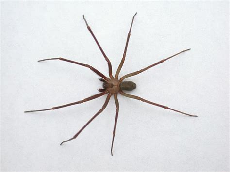 Baby Brown Recluse Spider Size The Marthas Vineyard Times