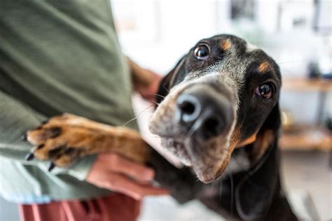14 Amazing Facts About Coonhounds You Might Not Know Pet Reader
