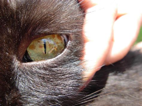 Spot On Cats Eye