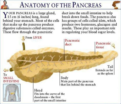 Pancreas Pancreatitis And Your Health Pancreas Health Anatomy