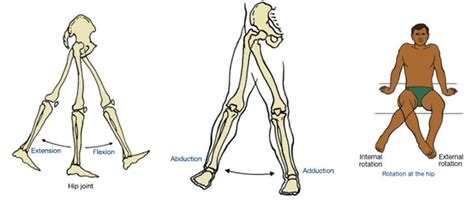 Muscles That Move The Leg