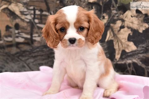 Cavalier King Charles Spaniel Puppy For Sale Near Lancaster Pennsylvania Bf