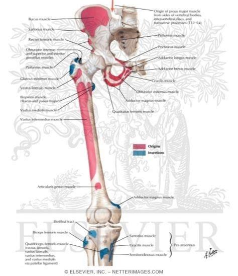 Image Result For Lesser Trochanter Muscle Attachments Muscle Anatomy