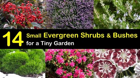 Small Evergreen Perennials For Shade