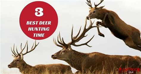 3 Best Deer Hunting Times You Need To Know