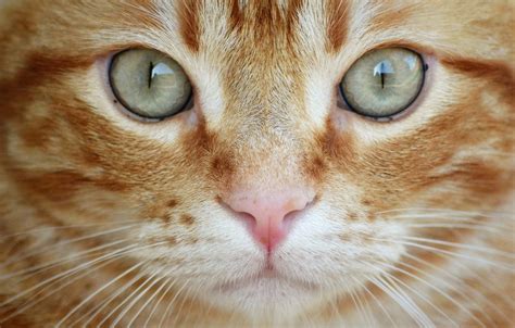 Wallpaper Cat Eyes Cat Look Close Up Red Muzzle Cat Images For
