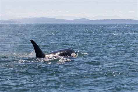 Are Southern Resident Killer Whales Starving Seadoc Society