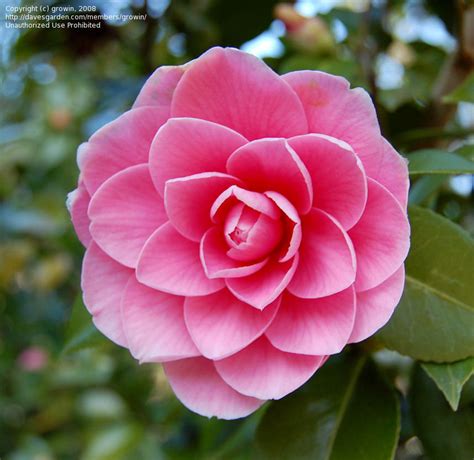 plantfiles pictures common camellia japanese camellia kumasaka camellia japonica by growin