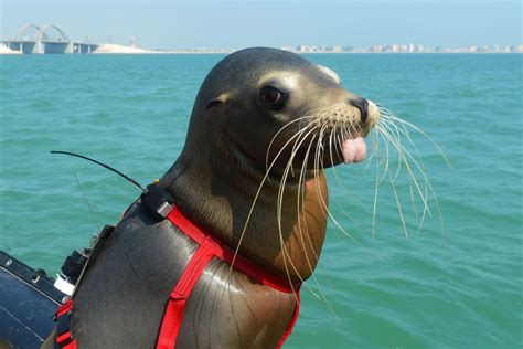 Navy Seals Why The Military Uses Marine Mammals Jstor Daily