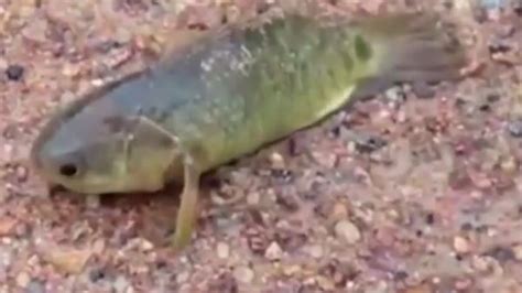 Video देखिये ऐसी मछली जो पानी के बाहर 6 दिन रह सकती है Video Meet