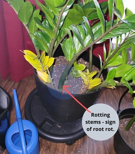 Overwatered Zz Plant Signs How To Save The Plant Gardenine