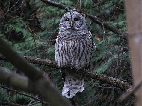 Male Barred Owl Photograph By Darrell Maciver Fine Art America